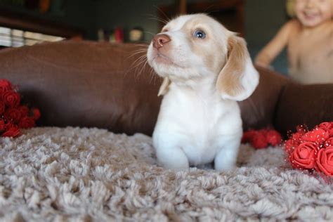 Doxie waggin tails is a small in home breeding place pana, illinois where they are exclusively raising dachshund puppies just for you. Gallery | Dachshund puppies for sale, Mini dachshund ...