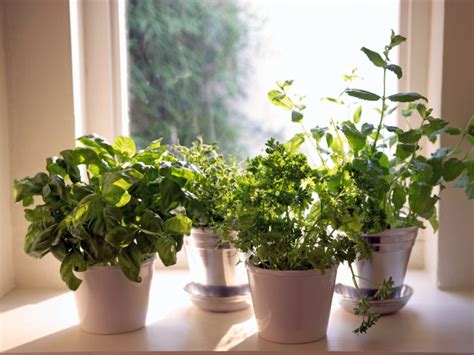 7 Herbs You Can Grow Indoors Year Round Off The Grid News