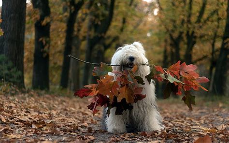 2k Free Download Cute Dog Fall Forest Animals Dog Hd Wallpaper