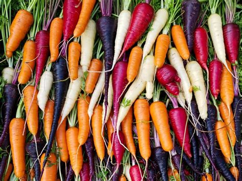 How To Grow Carrots Successfully From Seed To Table