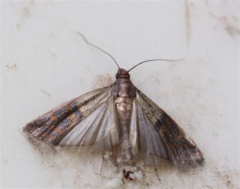 In food processing facilities, their webbing can cause major damage to machinery. Small Moths In Kitchen Cabinets - Home Cabinets Design