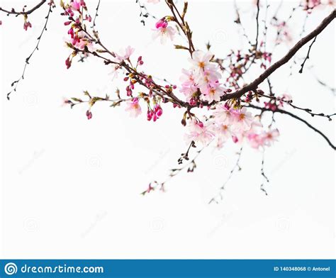 Branches With Light Pink Flowers Of Cherry Blossoms Sakura Toned Image