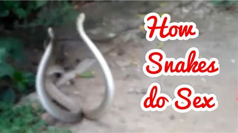 How Snakes do Sex Snakes have sex Snake fucking সপর কমড Snake