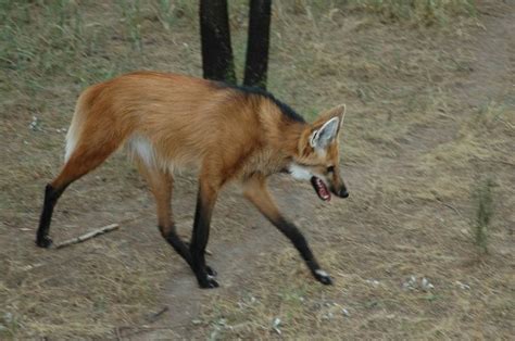 Maned Wolf Lives In The Forests Of South America Maned Wolf Wolf
