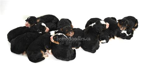 bernedoodle, bernedoodles for sale, bernedoodles, Willow ...