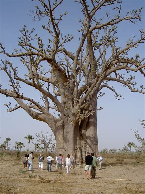 Online Crop Hd Wallpaper Nature Baobab Senegal Group Tourism