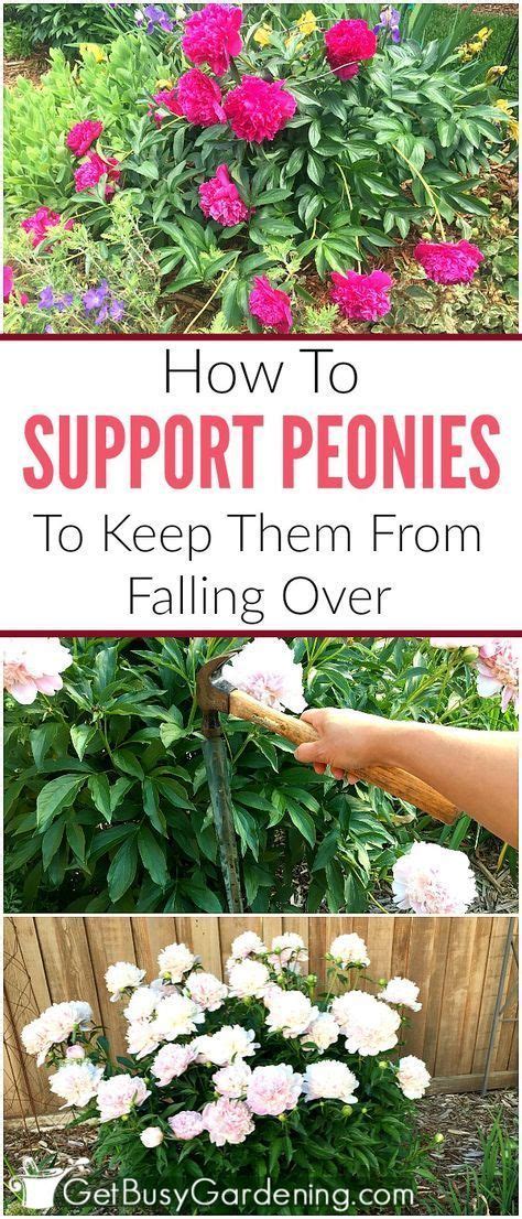 They can get knocked off accidentally and hidden under the bed forever. Peony Supports & Tips For How To Keep Peonies From Falling ...