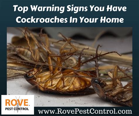 Top Warning Signs You Have Cockroaches In Your Home Rove Pest Control