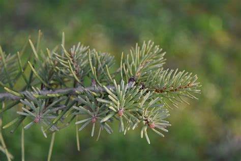 Free Picture Conifer Spruce Pine Plant Nature Branch Tree Flora