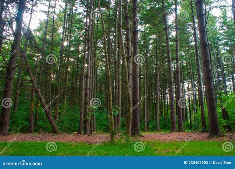 Tall Pine Trees In An Illinois Forest Stock Image Image Of Trees