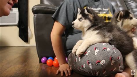 Husky Puppy Argues Over Bath Husky Puppy Talking Funny