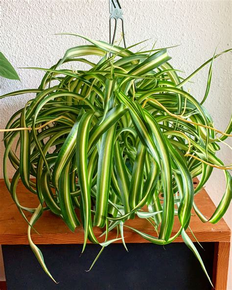 Spider plants are native to tropical and southern africa and have many common names including spider plant, ribbon plant. Spider Plant - Curly (Bonnie) | Citrine Bloom