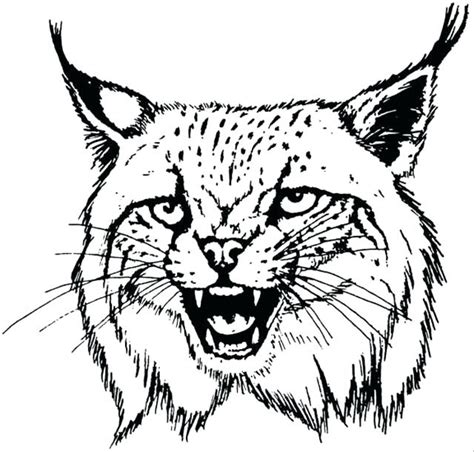 Bobcat Bobcats Sketch Coloring Page