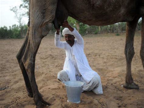 Allow the milk to cool to 100°f or less before continuing. Amul to market camel milk - April 17, 2012 | The Economic ...