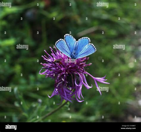 Adonis Blue Butterfly On Knapweed Stock Photo Alamy