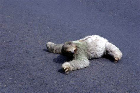 Sloth In The Road Dolanbrau