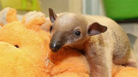 Meet Mani Cincinnati Zoo Names Baby Tamandua Pup
