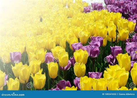 Colorful Sunny Field Of Tulips Springtime Seasonal Floral Background