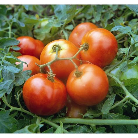 First In Field Tomato Seeds Low Price Potato Leaved Variety