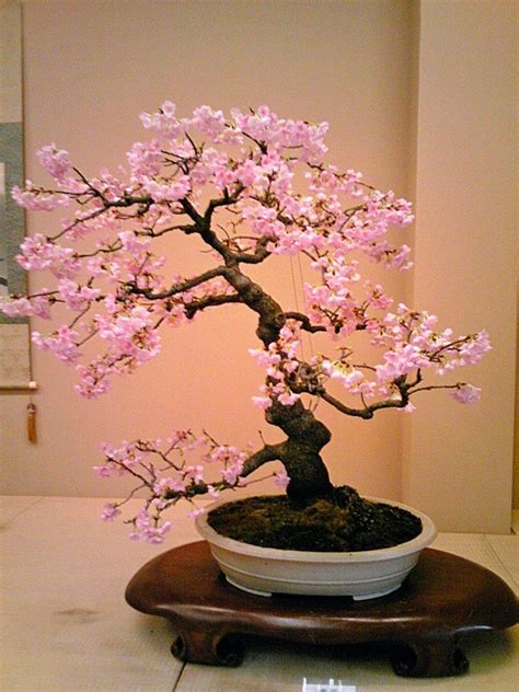 Lovely Pink Bonsai 盆栽の木 日本の木 盆栽