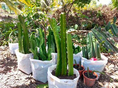 How big do succulents get? Secrets To Growing Cactus And Succulents: How To Get Big ...