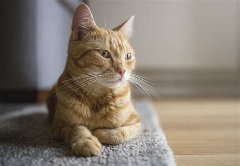 Vomiting with white foam in cats is conditionally normal if it happened once. What to Do if Your Cat Is Vomiting White Foam | Diabetes ...