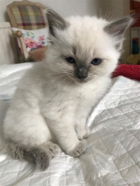 View Image 1 For I Have 12 Weeks Old Ragdoll Kittens Cape Breton