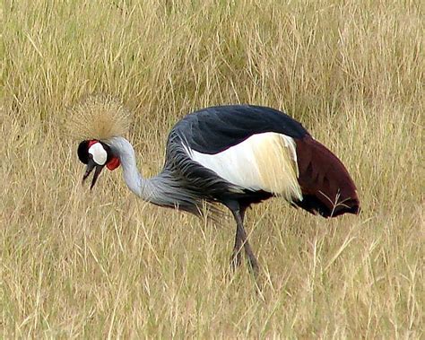 Photographs Of African Bird Species