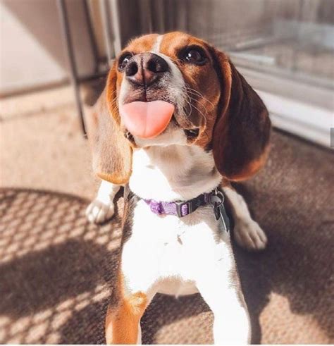 14 Funny Beagles Who Will Make You Smile Page 2 Of 3 Petpress Baby