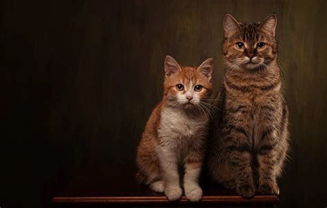 Обои кошка кот взгляд кошки поза темный фон котенок стол коты