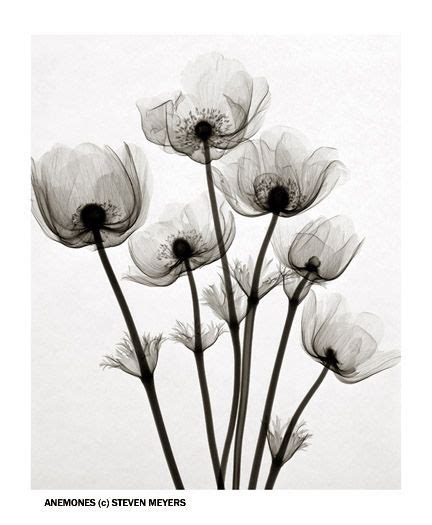 Steven Meyers Xray Flower Art Prints Flower Painting