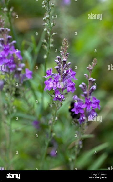 Purple Toadflax Linaria Purpurea Stock Photo Alamy