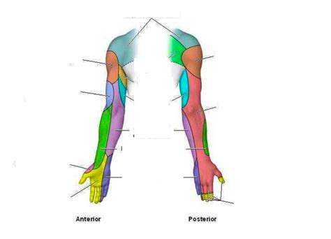 Peripheral Nerves Of Ue Diagram Quizlet