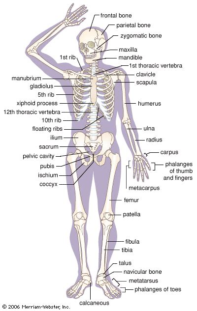 Skeletal System Parts And Functions Britannica