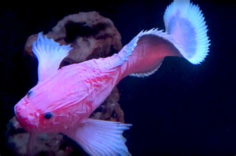 ハゴロモコンニャクウオ Blacktip snailfish Careproctus zachirus Aquarium Movies Japan archive 生きている魚図鑑