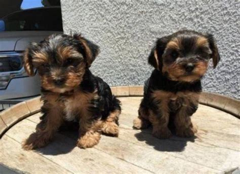 A city in western texas on the mexican border; Beautiful Teacup Yorkie Puppies Ready (715) 248-2965 - El Paso - Animal, Pet
