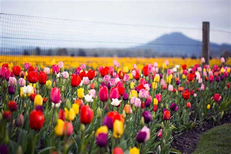 30 Stunning Tulip Planting Ideas