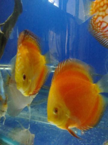 High to low nearest first. DISCUS FISH FOR SALE - INR 1550/= | My Aquarium Club