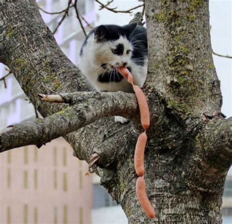 16 Naughty Cats Caught In The Act Of Stealing Pretty Cats Cats