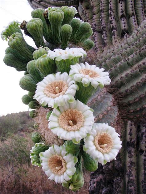 Springtime In The Sonoran Desert Plants Cactus Garden Desert Flowers