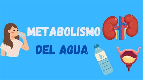 Metabolismo Del Agua Youtube