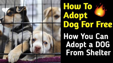 How To Adopt Dog For Free How You Can Adopt A Dog From Shelter Help
