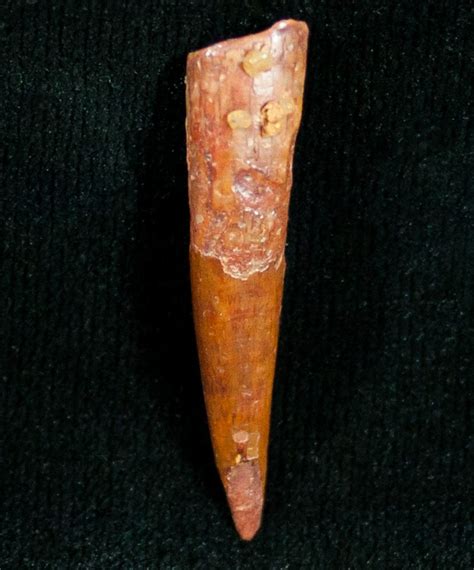 117 Pterosaur Tooth Tegana Formation For Sale 7181