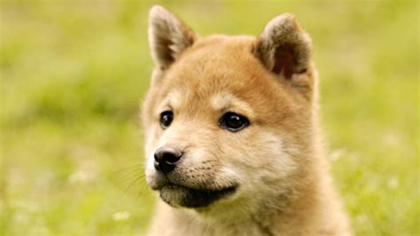 Wallpaper Face Grass Shiba Inu Akita Puppy Vertebrate Saarloos