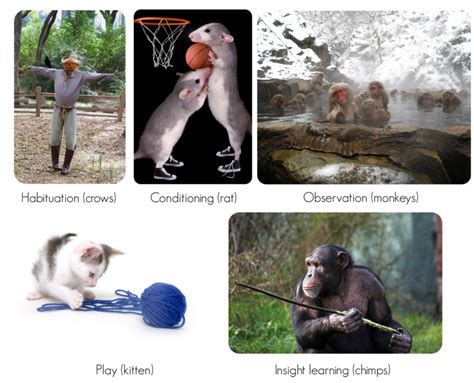 Overview Of Animal Behavior Ck 12 Foundation