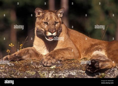Cougar Puma Concolor Captive Specimen Columbia Falls Montana Usa