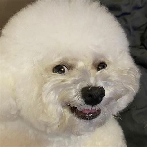 This Adorable Pup Makes The Silliest Faces 30 Pics Bichon Dog