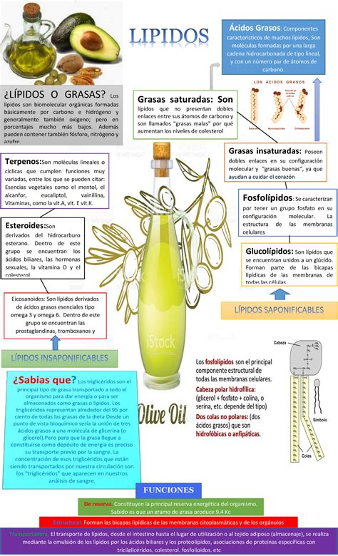 Lipidos Infografia Ácidos Grasos Componentes Característicos De