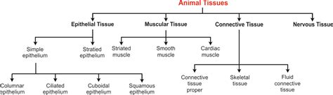 For work that needs to be registered with and approved by the institutional biosafety committee (ibc), a risk assessment is a key part of the registration process. animal: plant and animal tissue flow chart