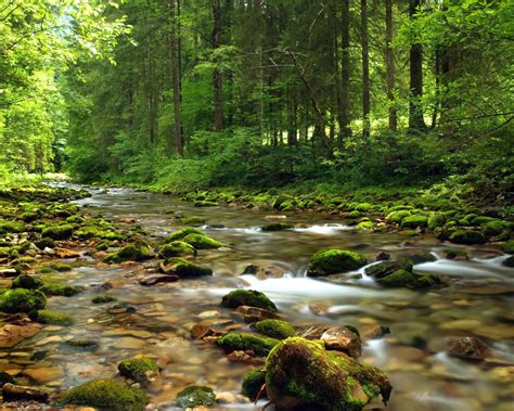 Mountain Stream River Gravel Covered With Green Moss Clear Water Forest